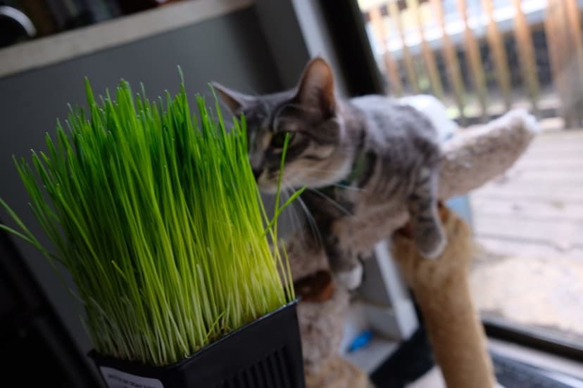 Cat Grass