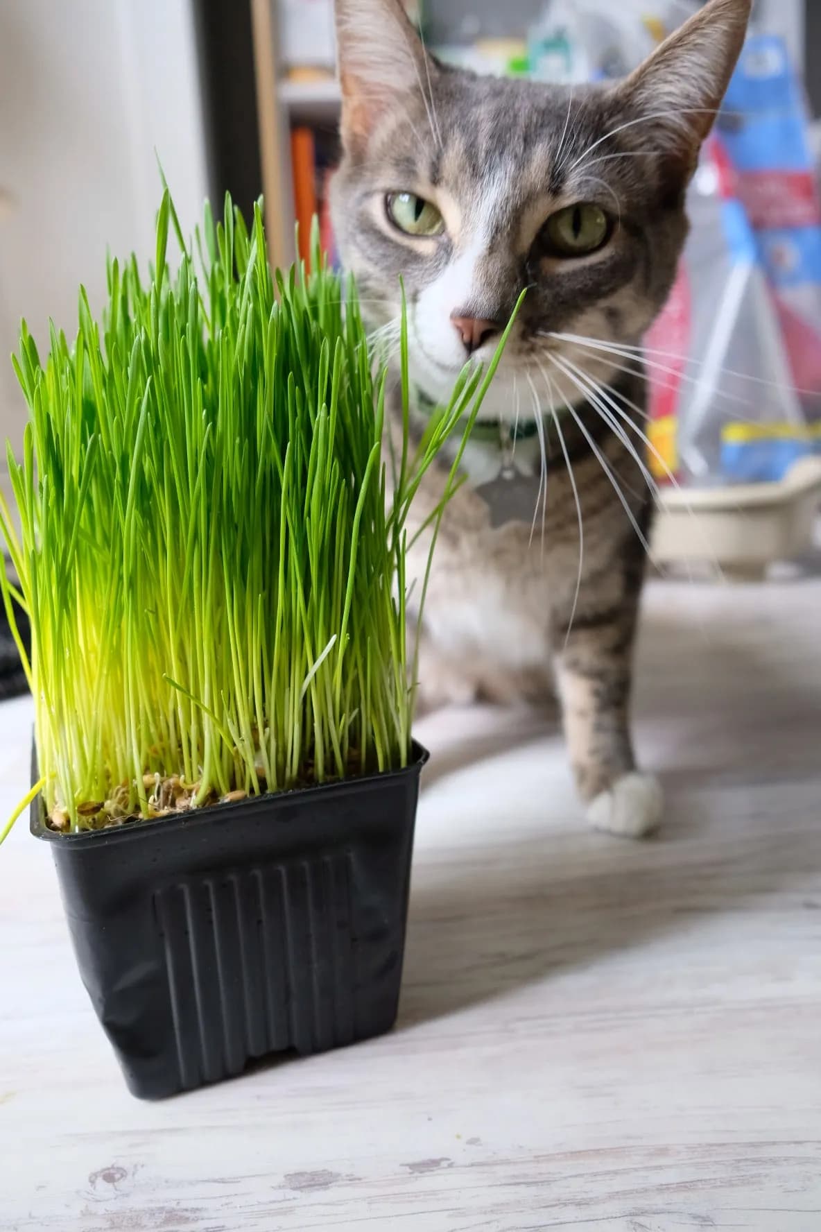 Cat Grass